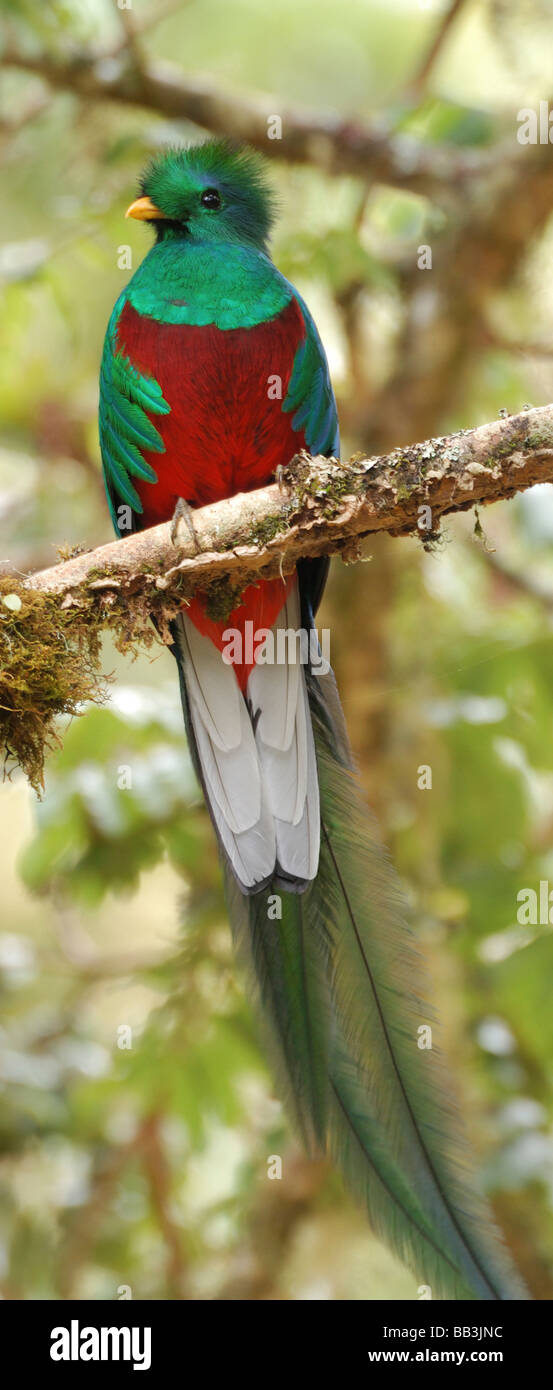 Resplendent Quetzal San Gerardo De Dota Cloud Forest Costa Rica Stock Resplendent Quetzal San Gerardo De Dota Cloud Forest Costa Rica Stock