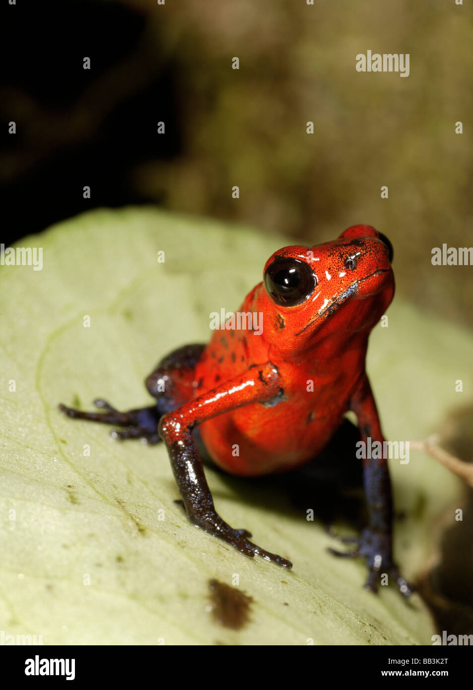 Strawberry Poison-dart frog (Dendrobates pumilio) La Selva, Costa Rica Stock Photo