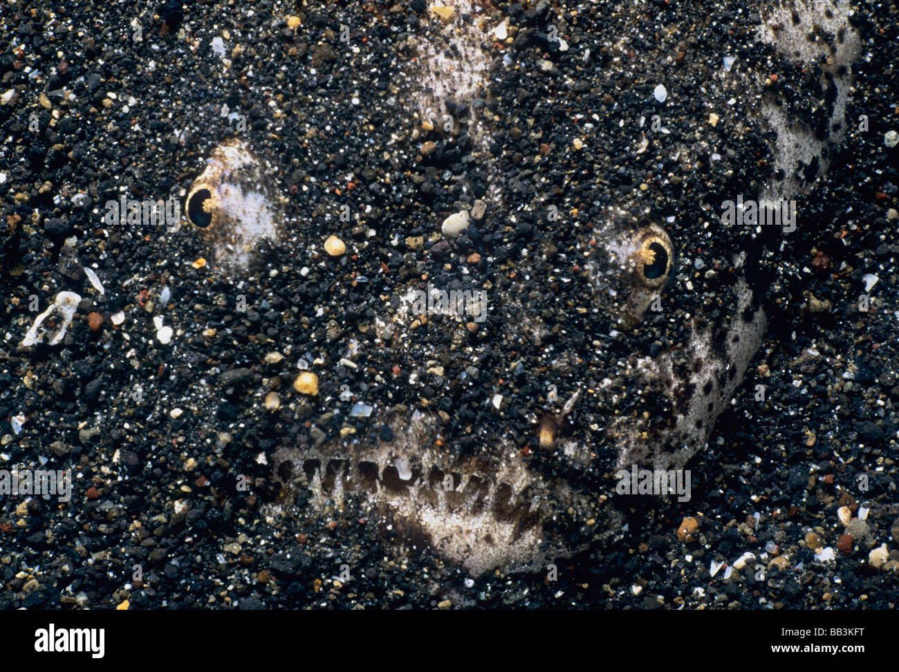 Marbled Stargazer Uranoscopus bicinctus camouflaged on bottom Lembeh Strait Celebes Sea Sulawesi Indonesia Stock Photo