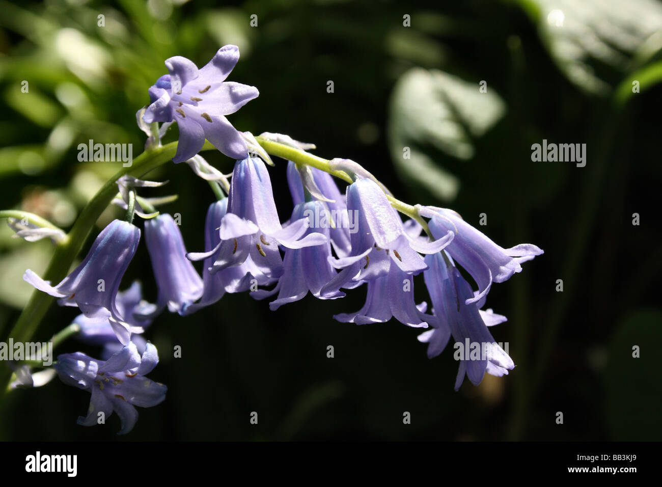 Bluebell Hyacinthoides non-scripta Flower Family Liliaceae a traditional spring flower of woodland Stock Photo