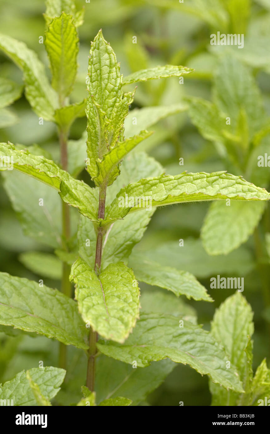 Mint plants Stock Photo