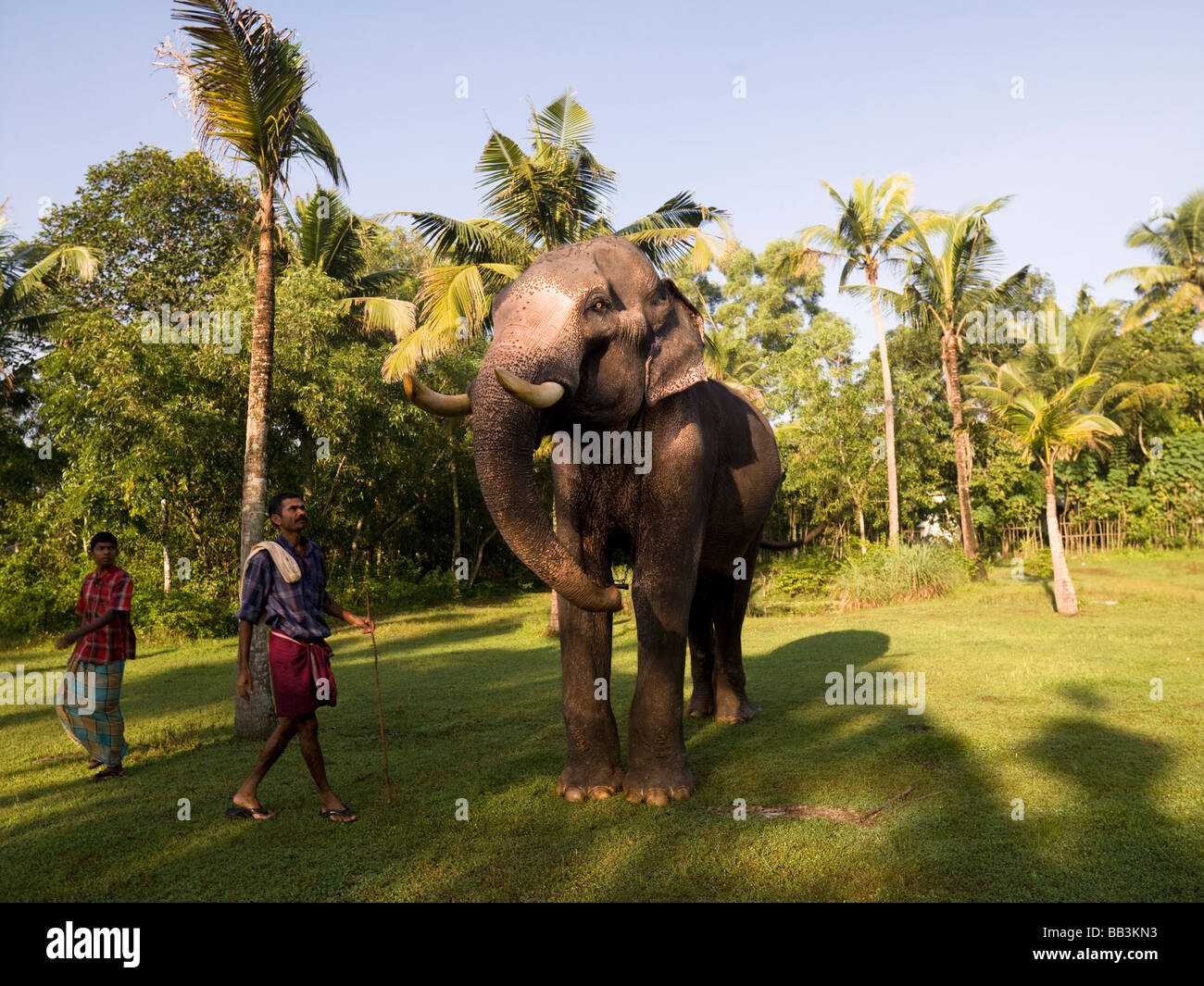 Elephant yoga; Kerala, India Stock Photo Alamy