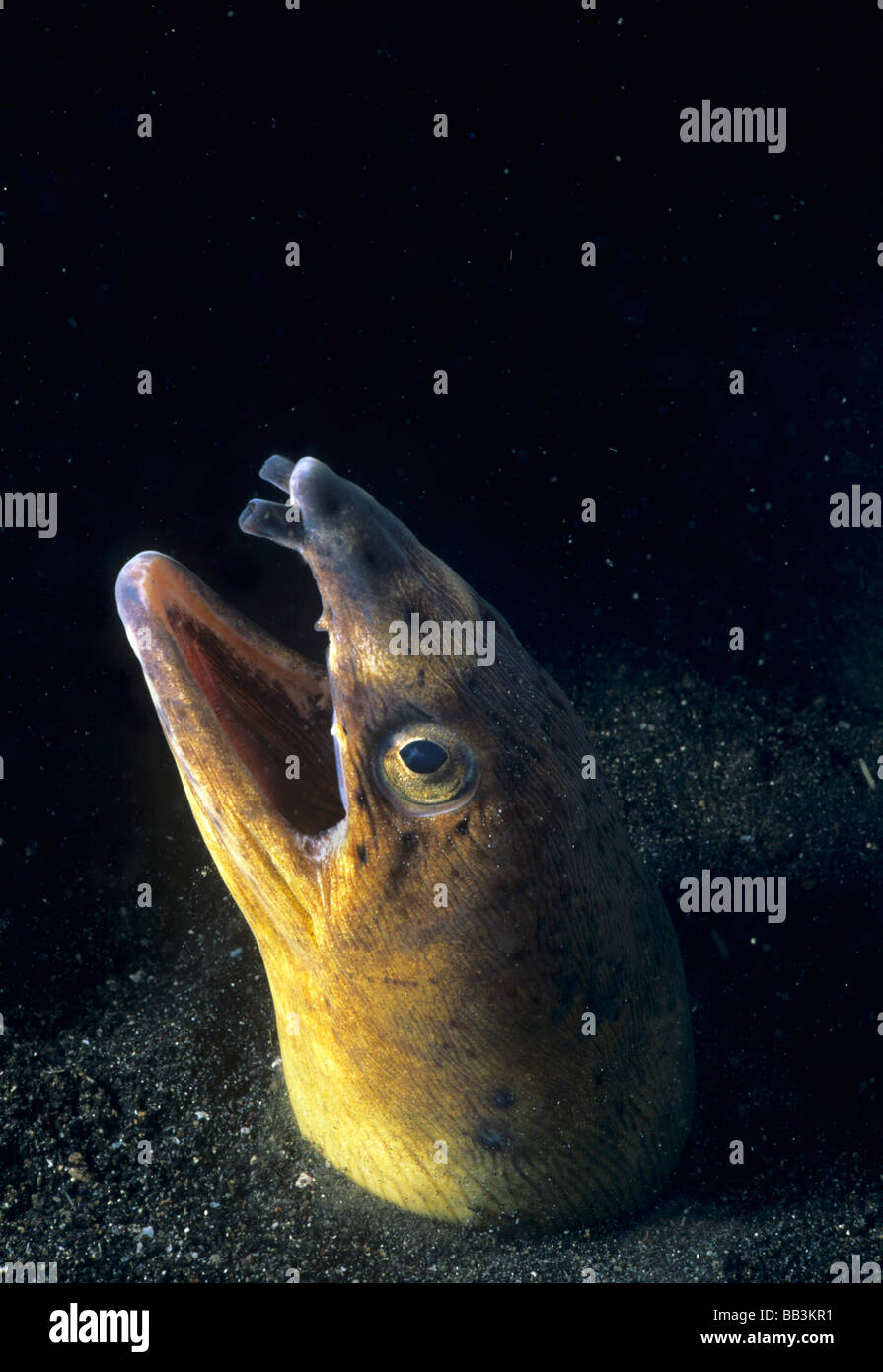 Black Finned Snake Eel Ophichthus melanochir Lembeh Strait Celebes Sea ...