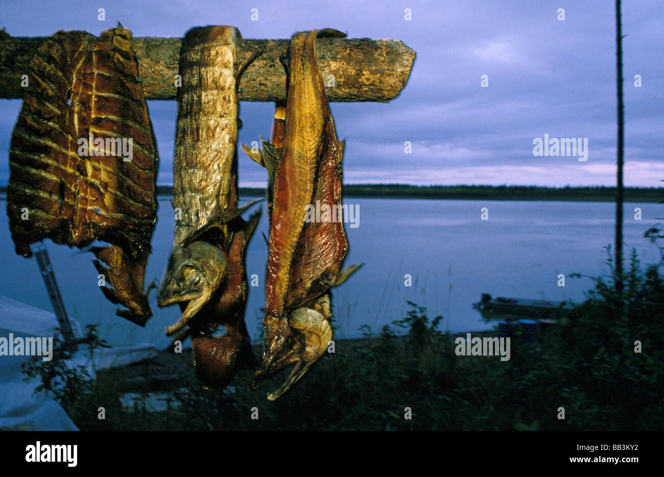 Traditional native american indian salmon hi-res stock photography and