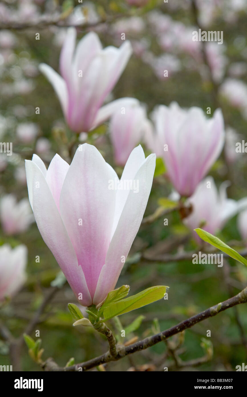 Magnolia tree flowers Stock Photo - Alamy