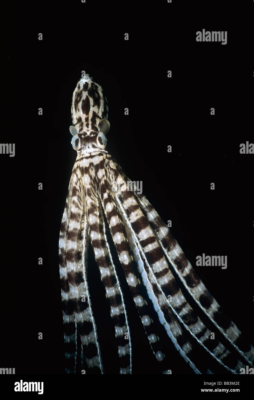 Mimic Octopus Thaumoctopus mimicus Lembeh Strait Celebes Sea Sulawesi