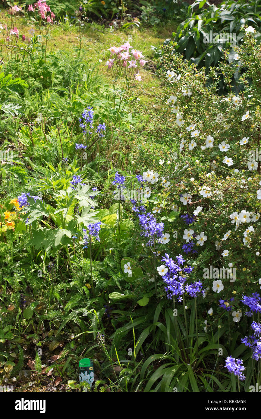Cottage garden gravel path with bluebells, Aquilegia and Potentilla, Kent UK Stock Photo