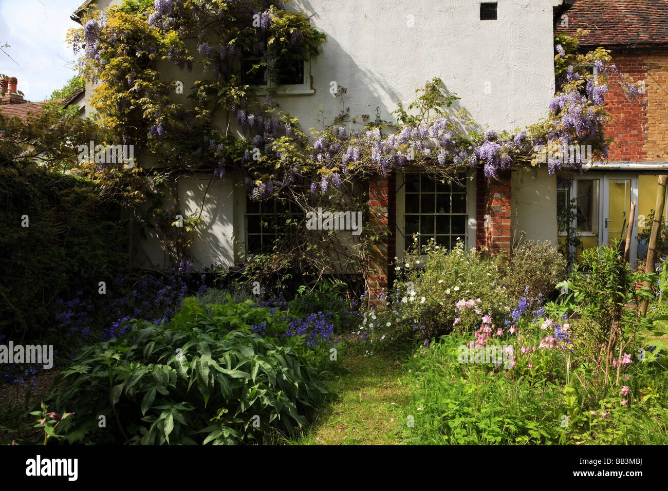 Kent Cottage garden with bluebells Wisteria Potentilla Iris and Aquilegia, Kent UK Stock Photo