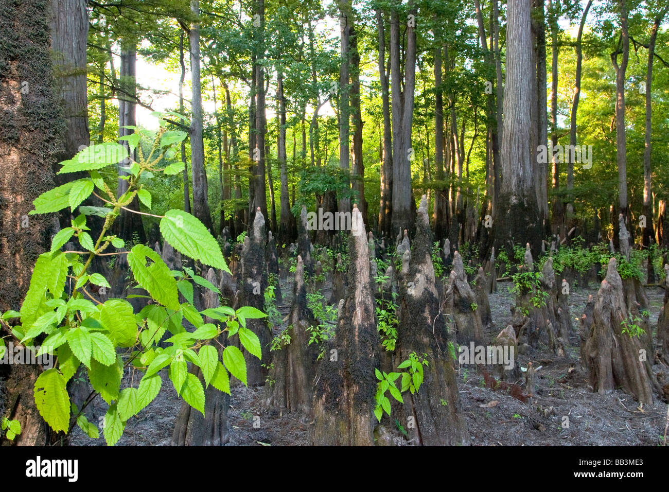 Cypress swamp along the White River in Arkansas. Part of the White River National Wildlife Refuge. Stock Photo