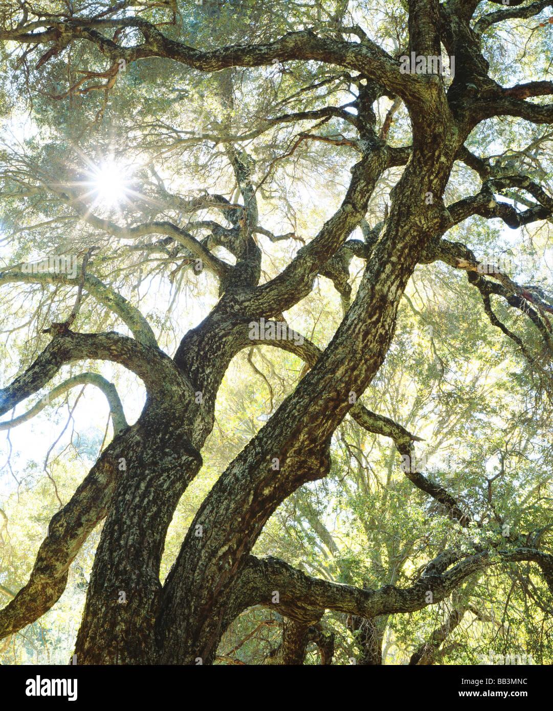 USA, California, San Diego. Sunlight streams through a live oak tree in Cuyamaca Rancho State Park. Stock Photo