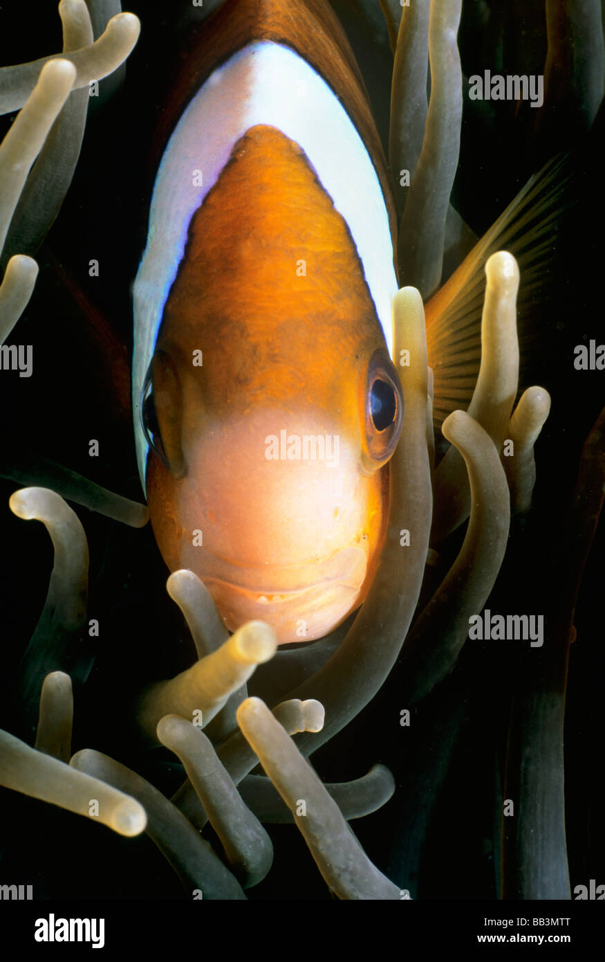 Barrier Reef Anemonefish Amphiprion akindynos Lembeh Strait Celebes Sea Sulawesi Indonesia Stock Photo