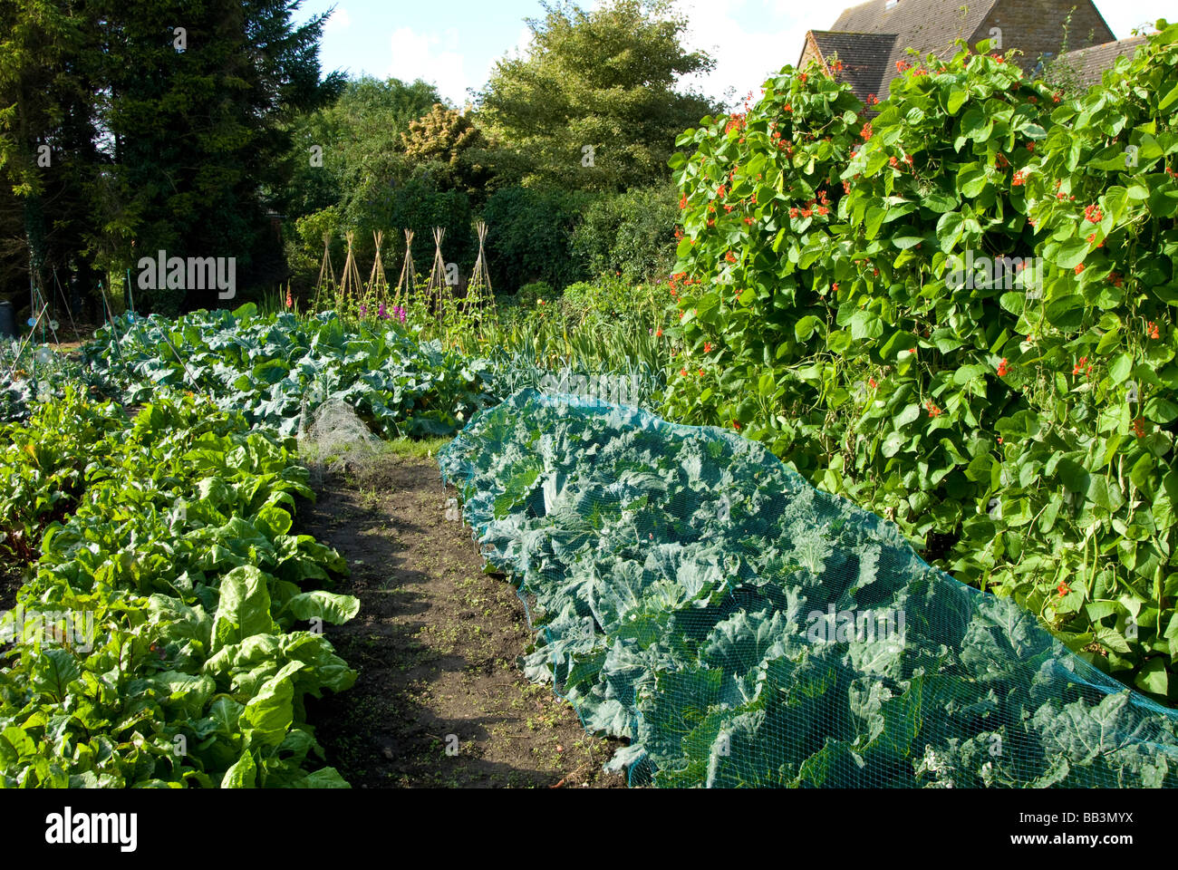 An allotment garden of vegetables, Warwickshire, England, UK. Stock Photo