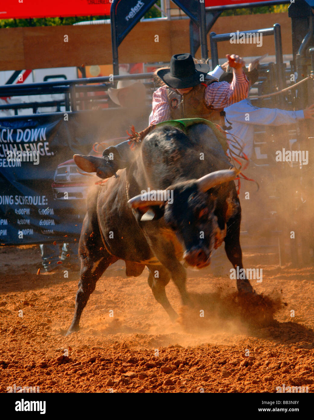 Rodeo bull rider performance at the Texas State Fair rodeo arena/Dallas