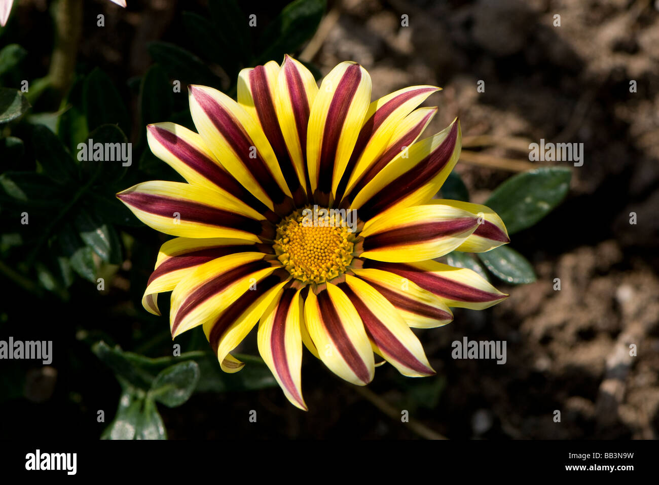 Flower with yellow and brown stripes Stock Photo