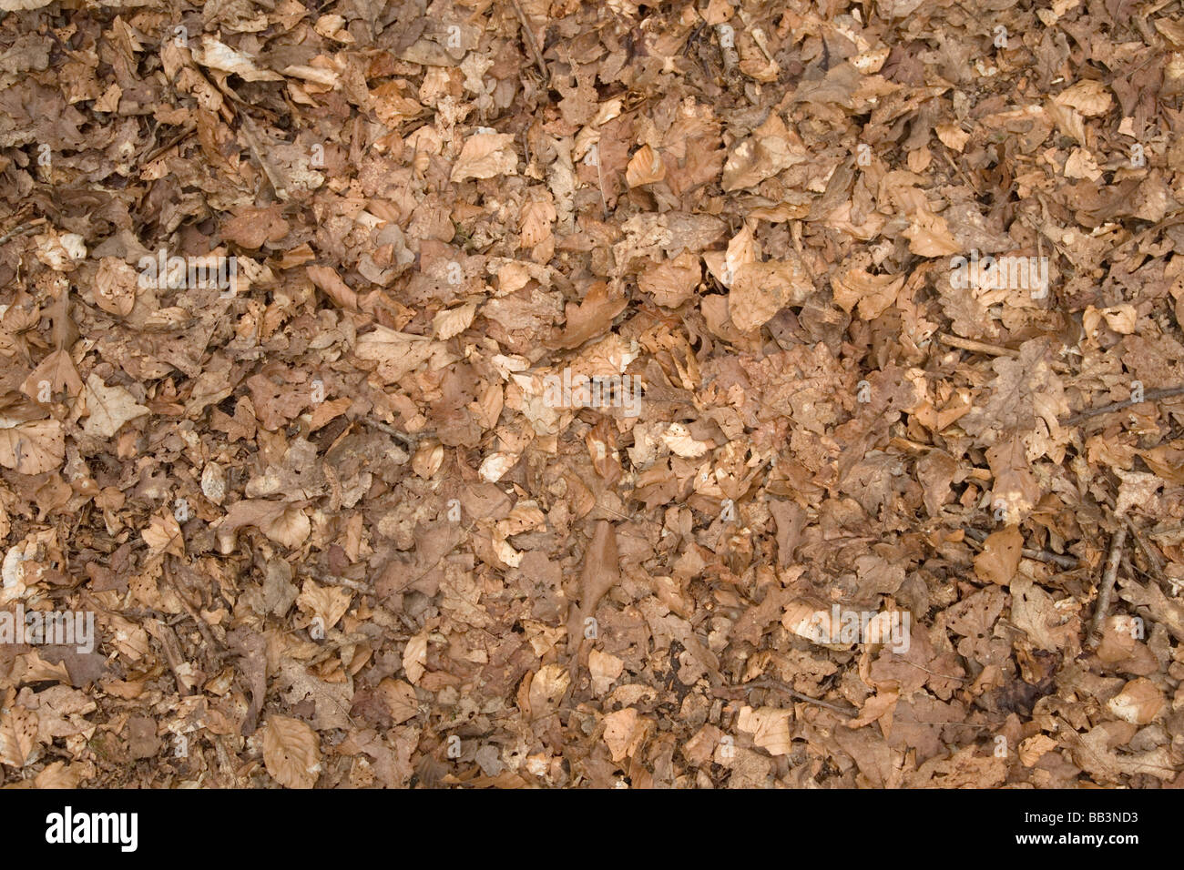 Forest leaf litter hires stock photography and images Alamy