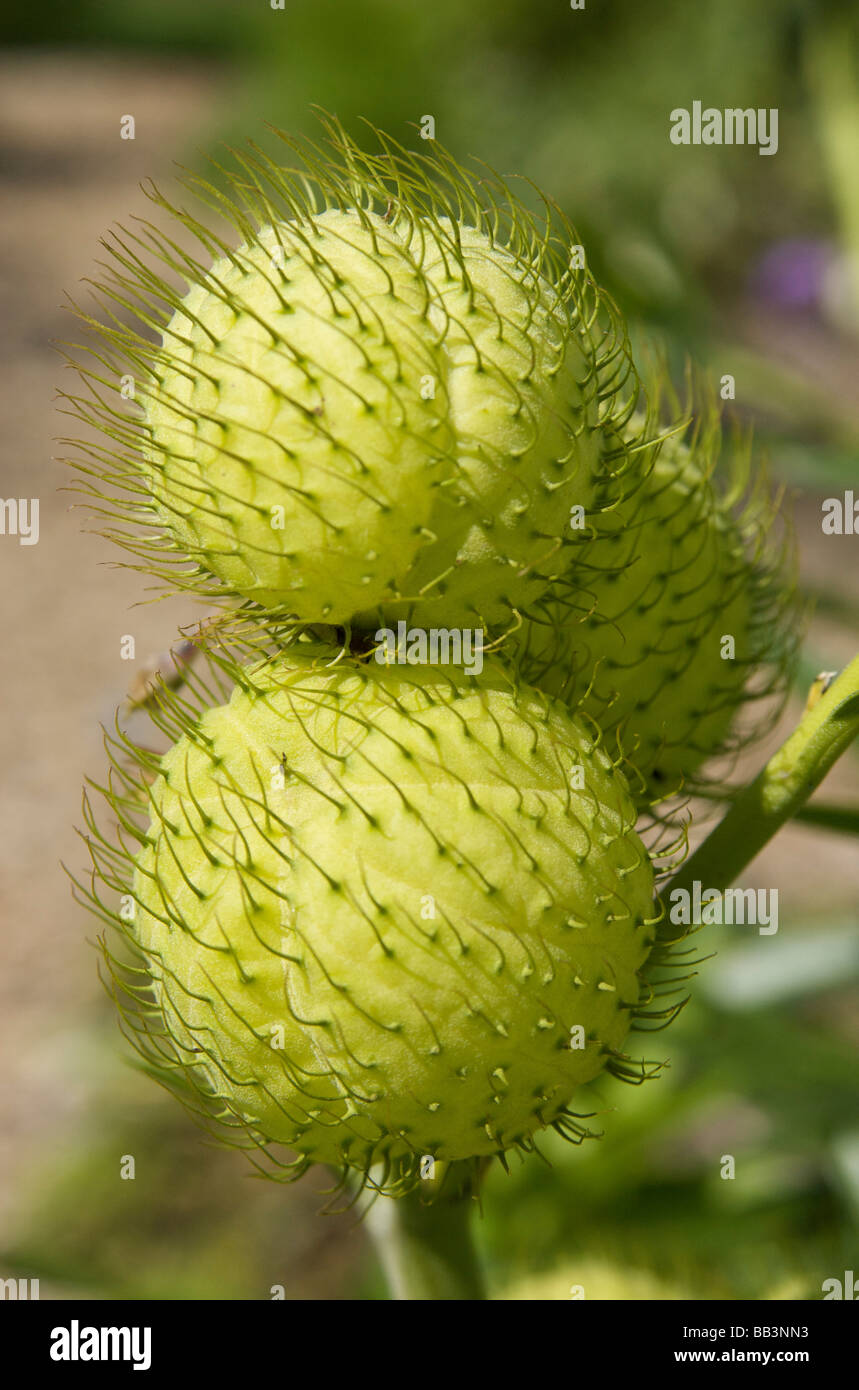 USA, Massachusetts, Boylston, Tower Hill Botanical Garden, hairy seed