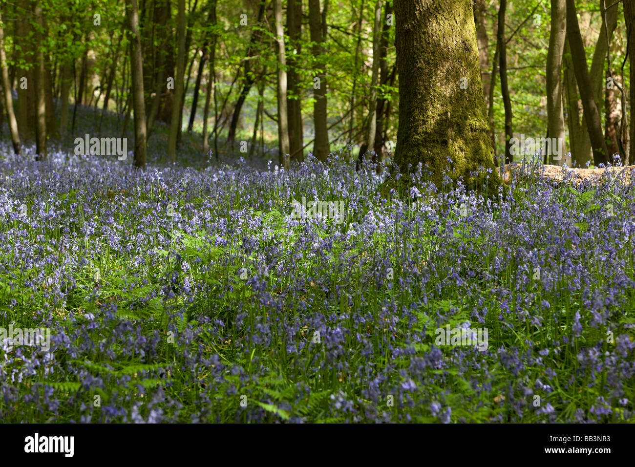 UK Gloucestershire Forest of Dean Upper Soudley springtime beech woodland carpeted in bluebells Stock Photo