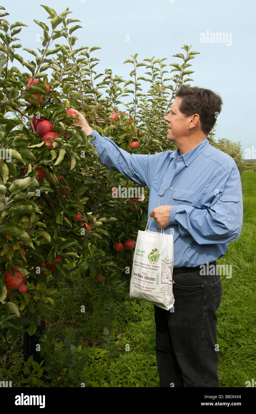 Bag apples apple picking orchard hi-res stock photography and images - Alamy