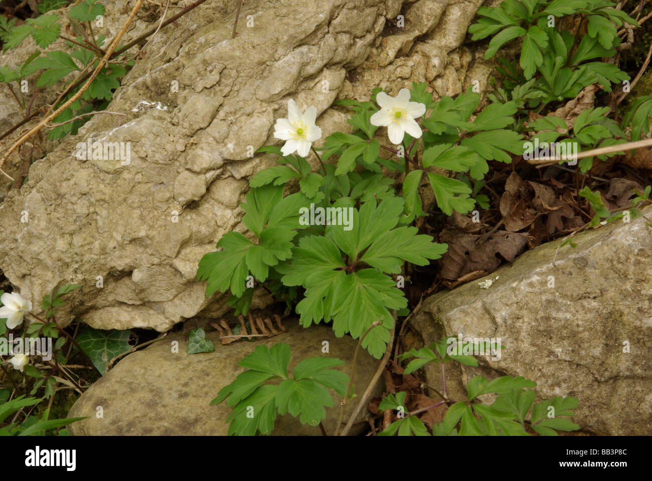 Wood anemone Anemone nemorosa Stock Photo Alamy