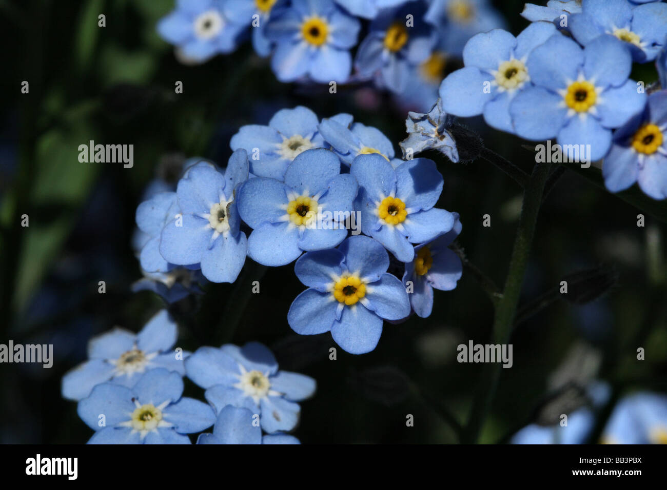 Forget Me Not , Myositis spp Family Boraginaceae Close Up or Macro Shot of Flower Blooms Stock Photo