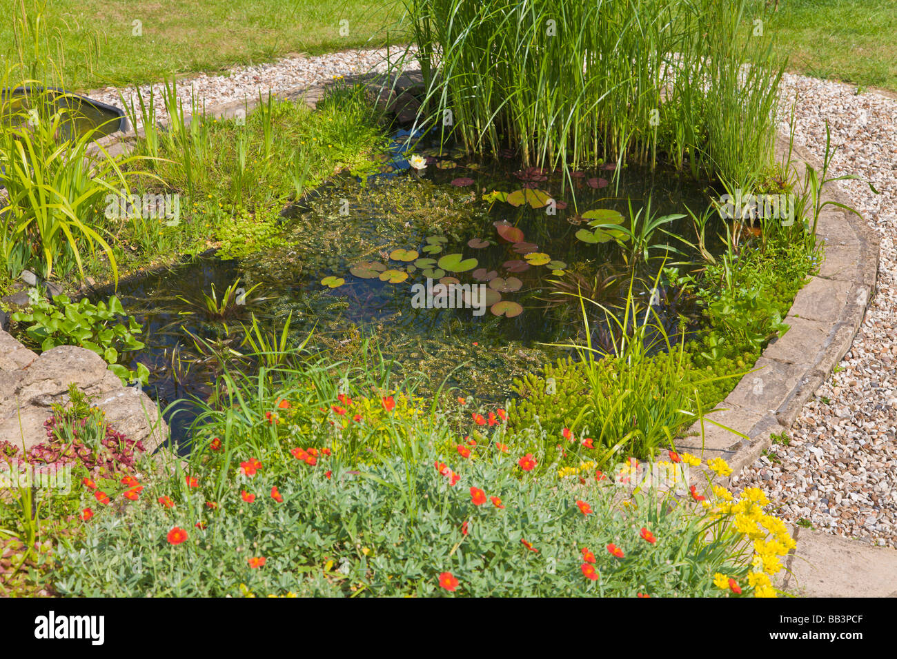 Garden pond and aquatic plants Stock Photo