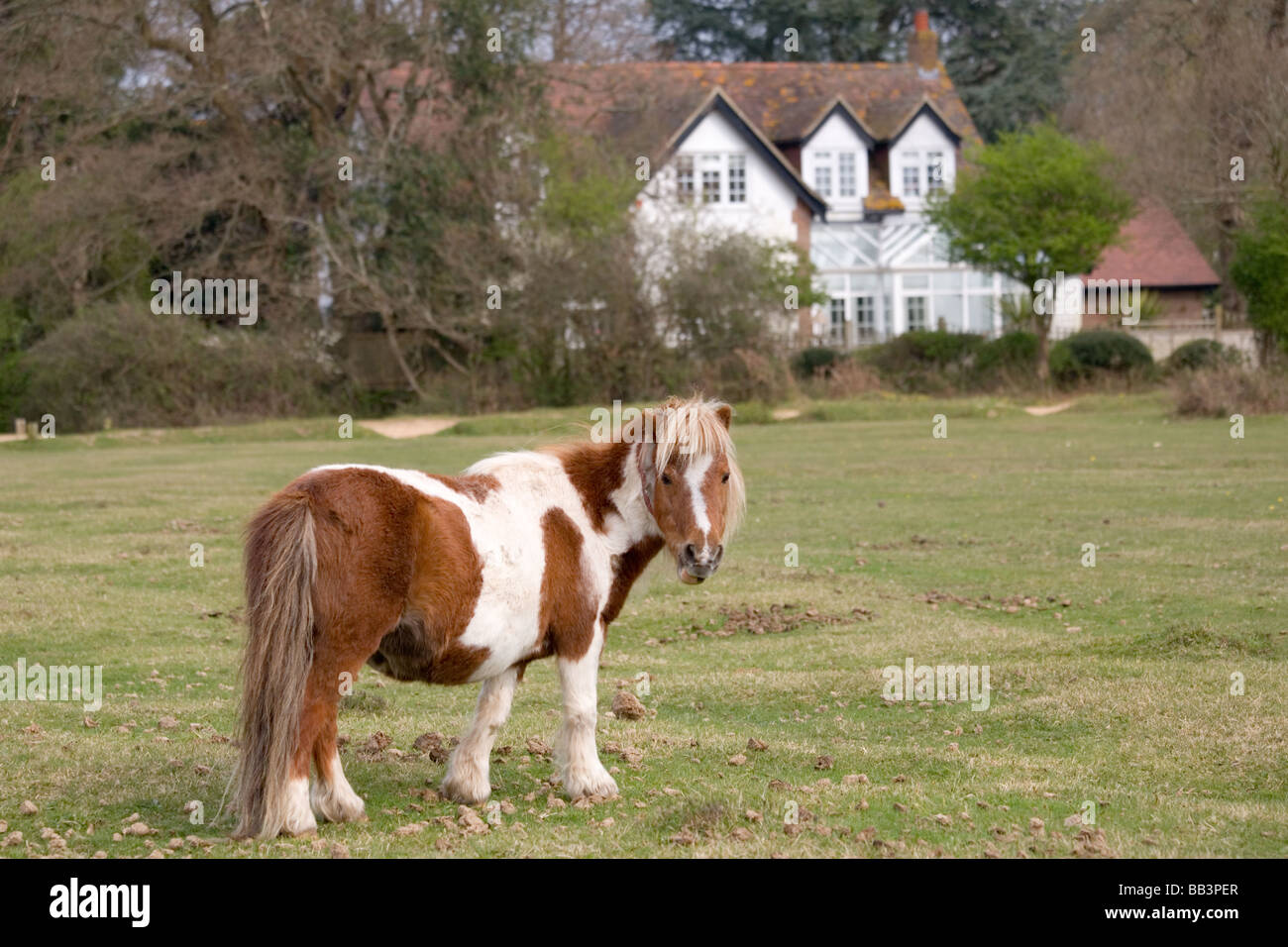 Miniature New Forest pony Stock Photo