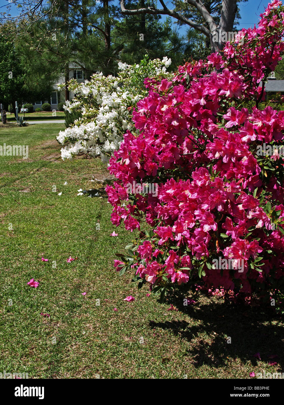 Azalea bushes flowers pink and white in a yard garden setting, spring