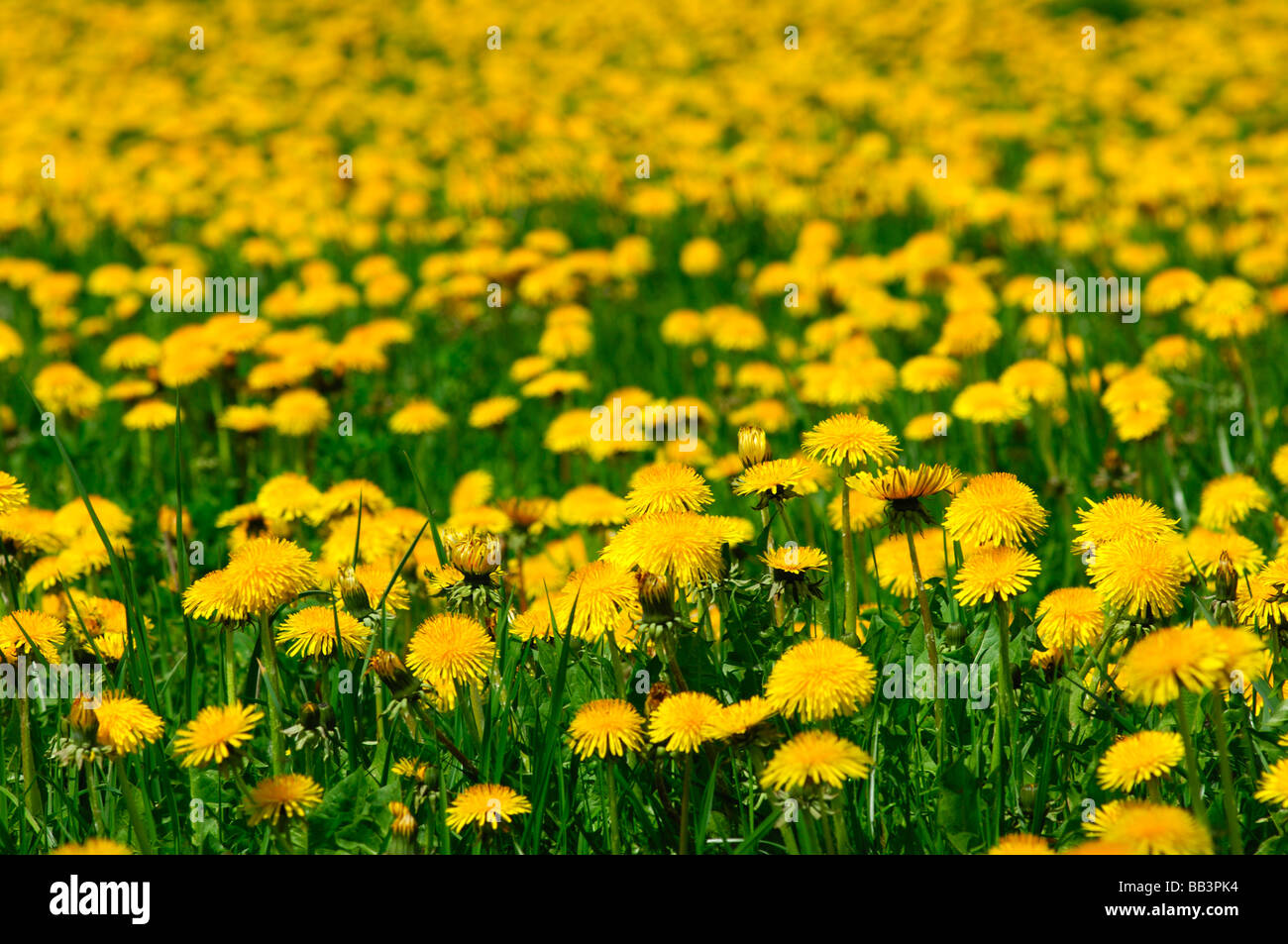 Green meadow with blossoming Common Dandelion Taraxacum officinale in spring Stock Photo