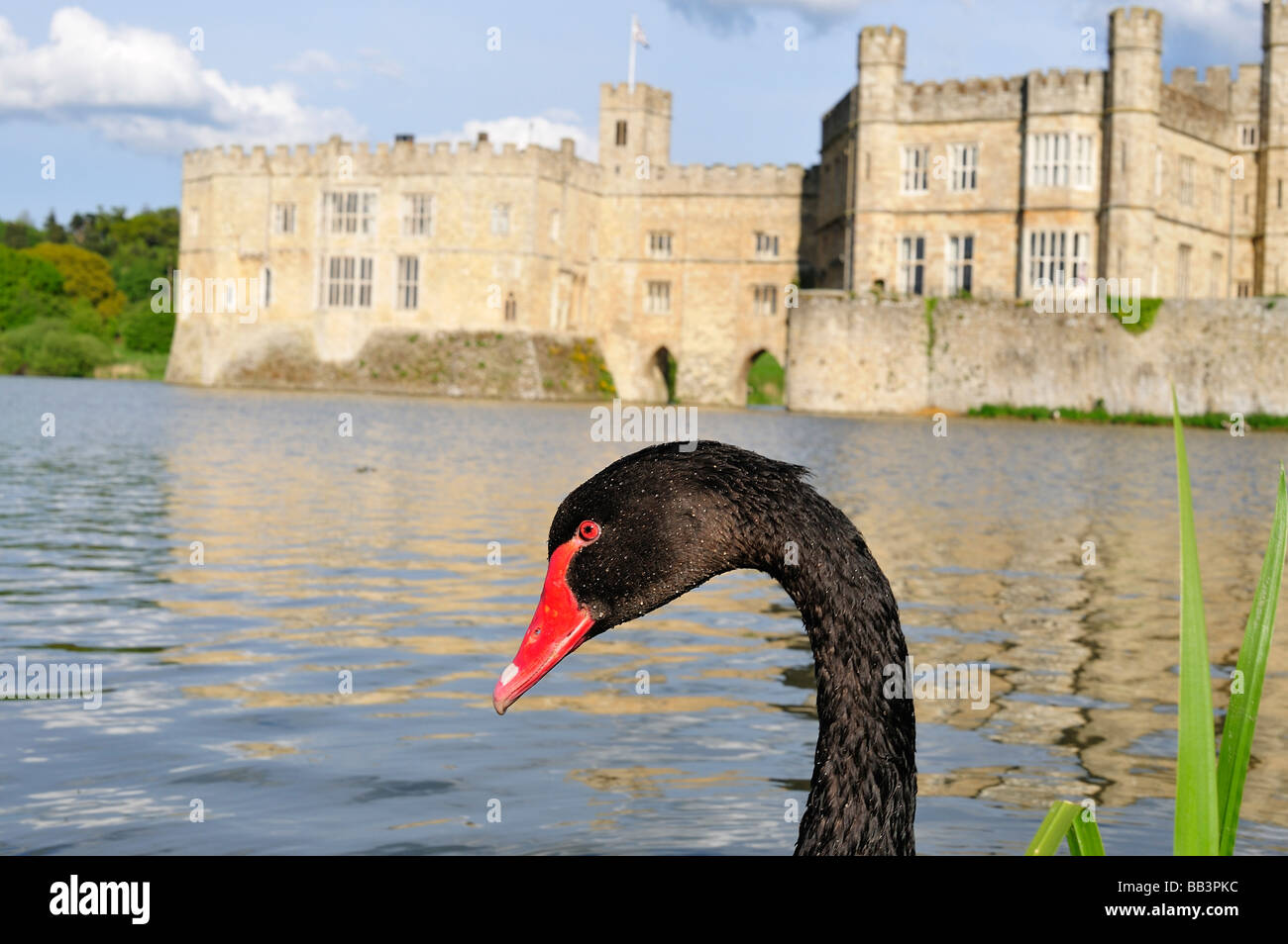 Leeds Castle with black swan Stock Photo - Alamy