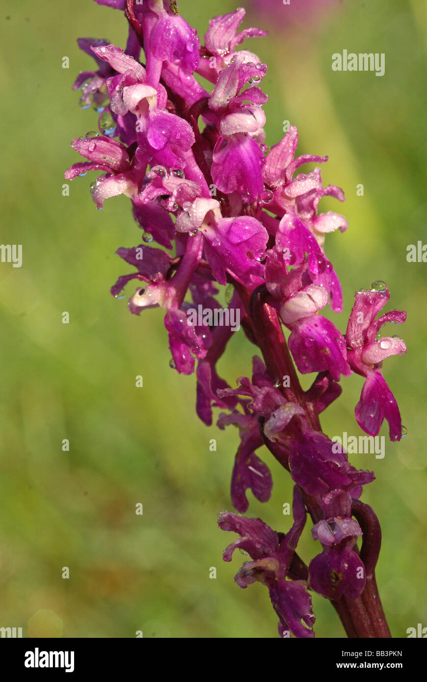 Early purple orchid - Orchis mascula Stock Photo