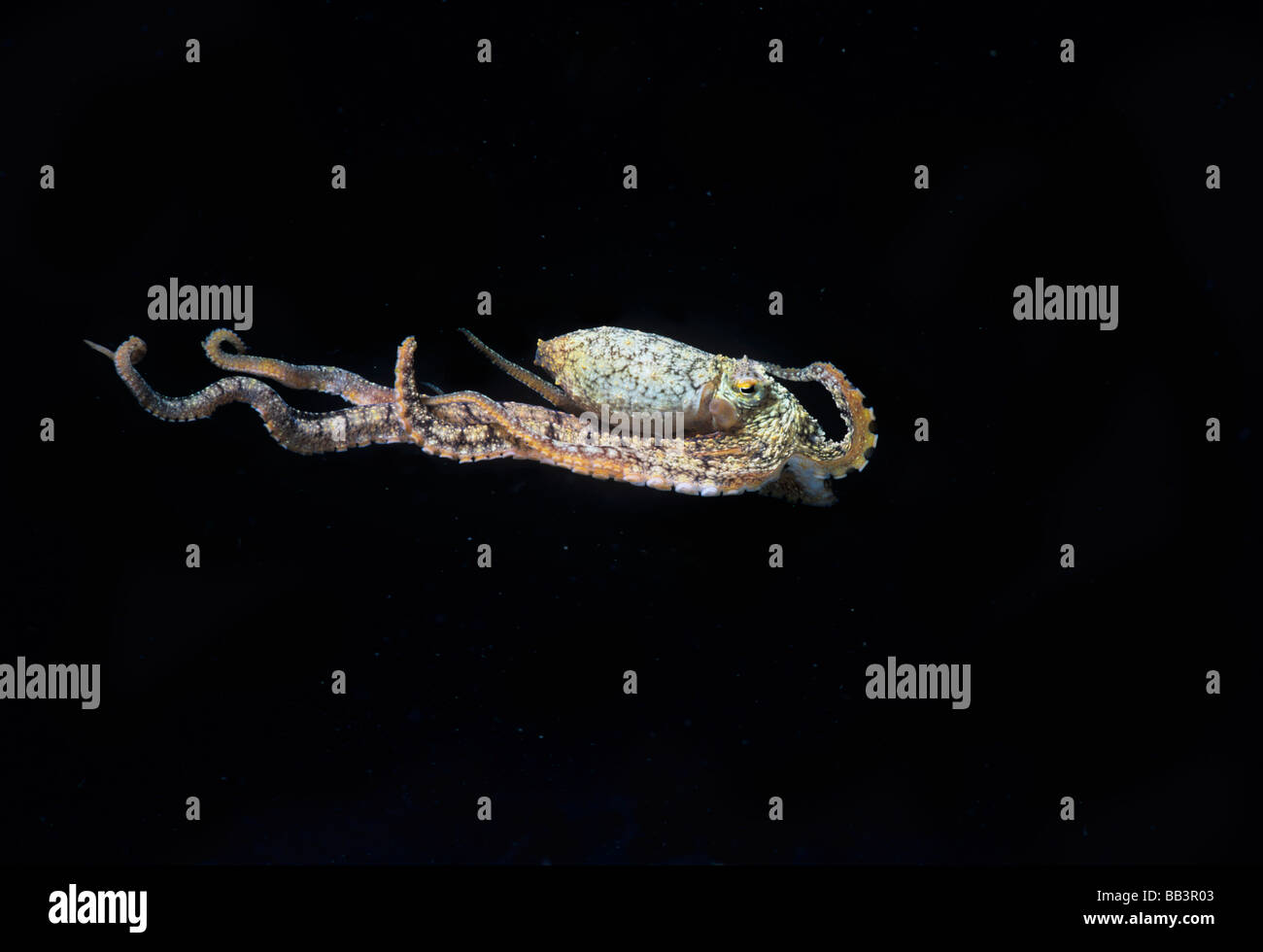 Mimic Octopus Thaumoctopus mimicus Lembeh Strait Celebes Sea Sulawesi