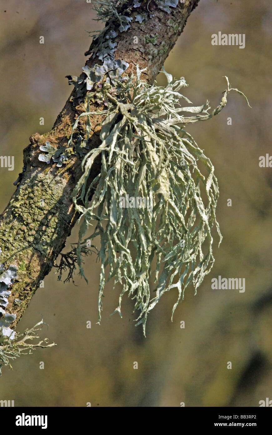 Ramalina farinacea - a common lichen. Stock Photo
