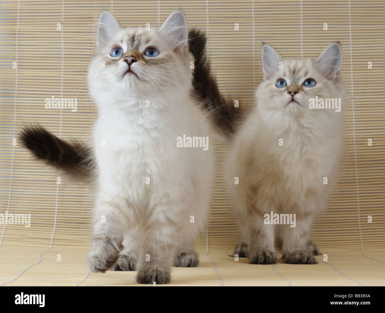 Colorpoint siberian cheap kittens