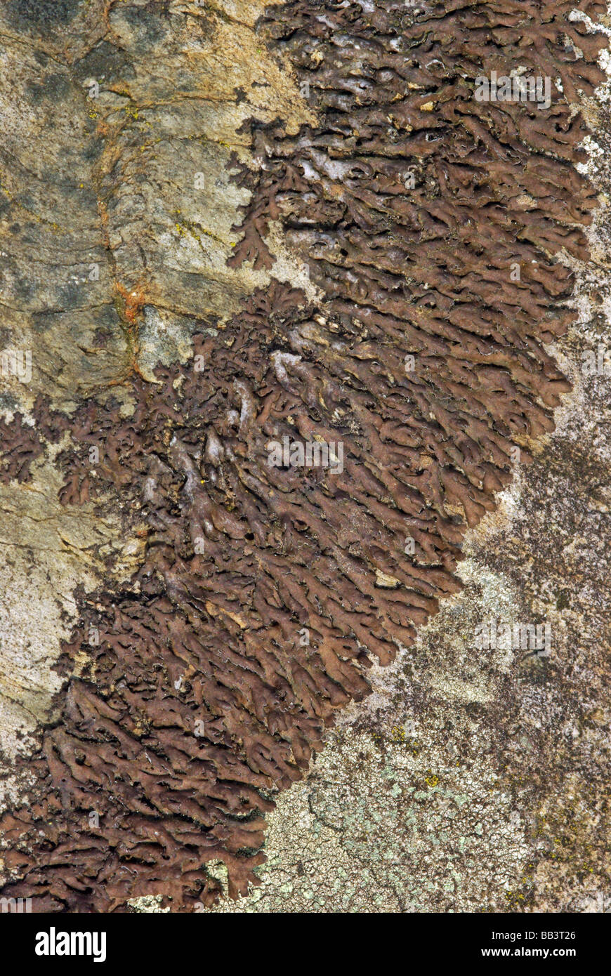 Anaptychia fusca - a common lichen Stock Photo