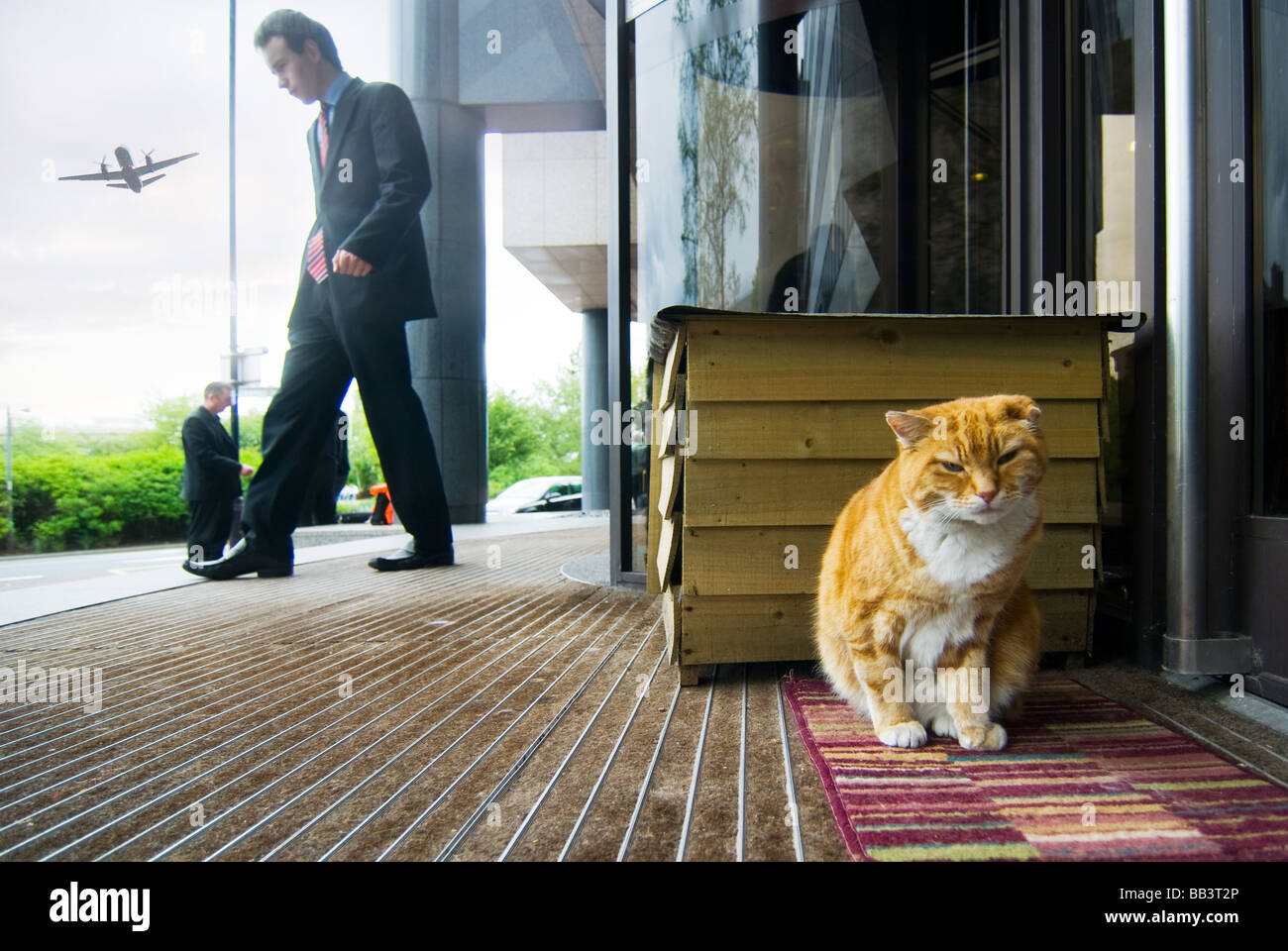 Ollie The Cat High Resolution Stock Photography and Images Alamy