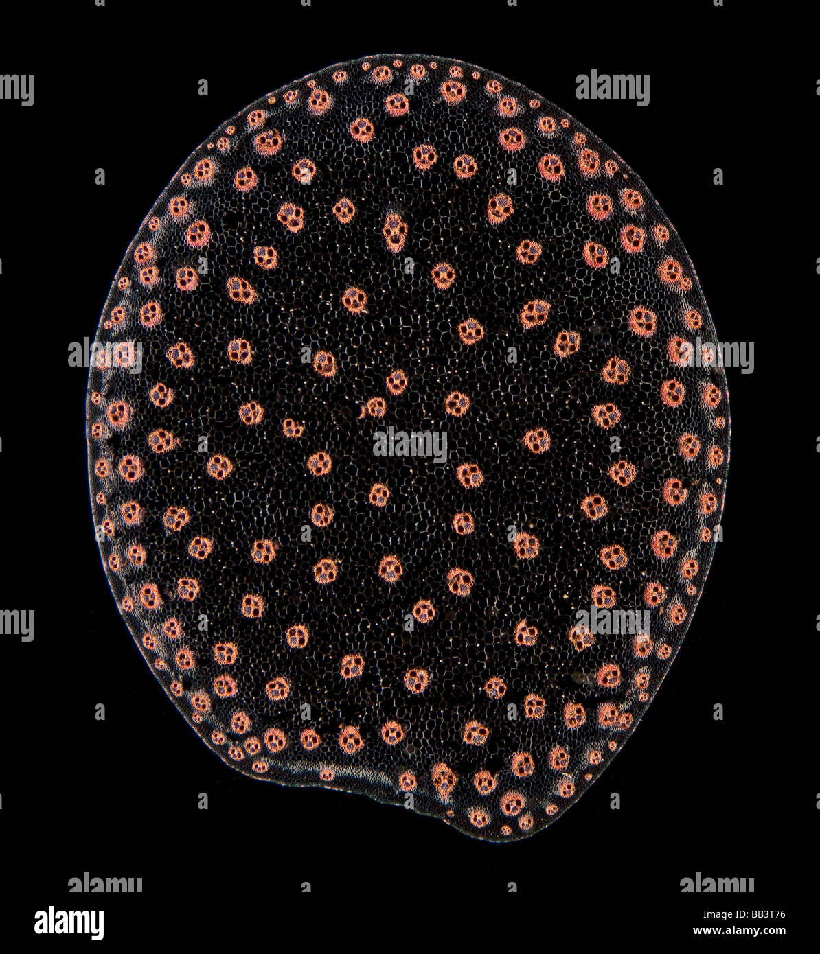 Sugar cane, Saccharum officinarum, stem T S darkfield illumination photomicrograph. stained slide section. Stock Photo