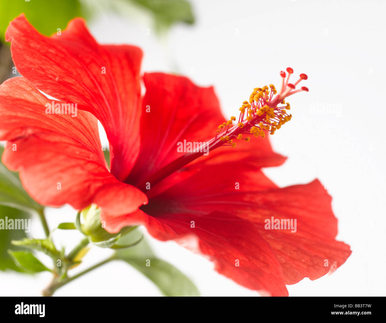 Hibiscus flower, closeup Stock Photo Alamy