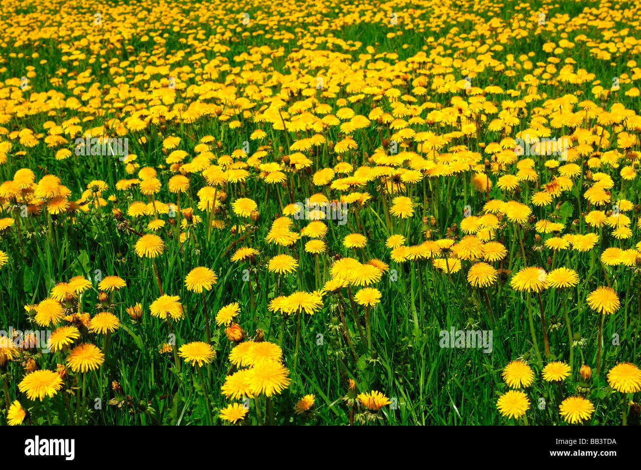 Green meadow with blossoming Common Dandelion Taraxacum officinale in spring Stock Photo