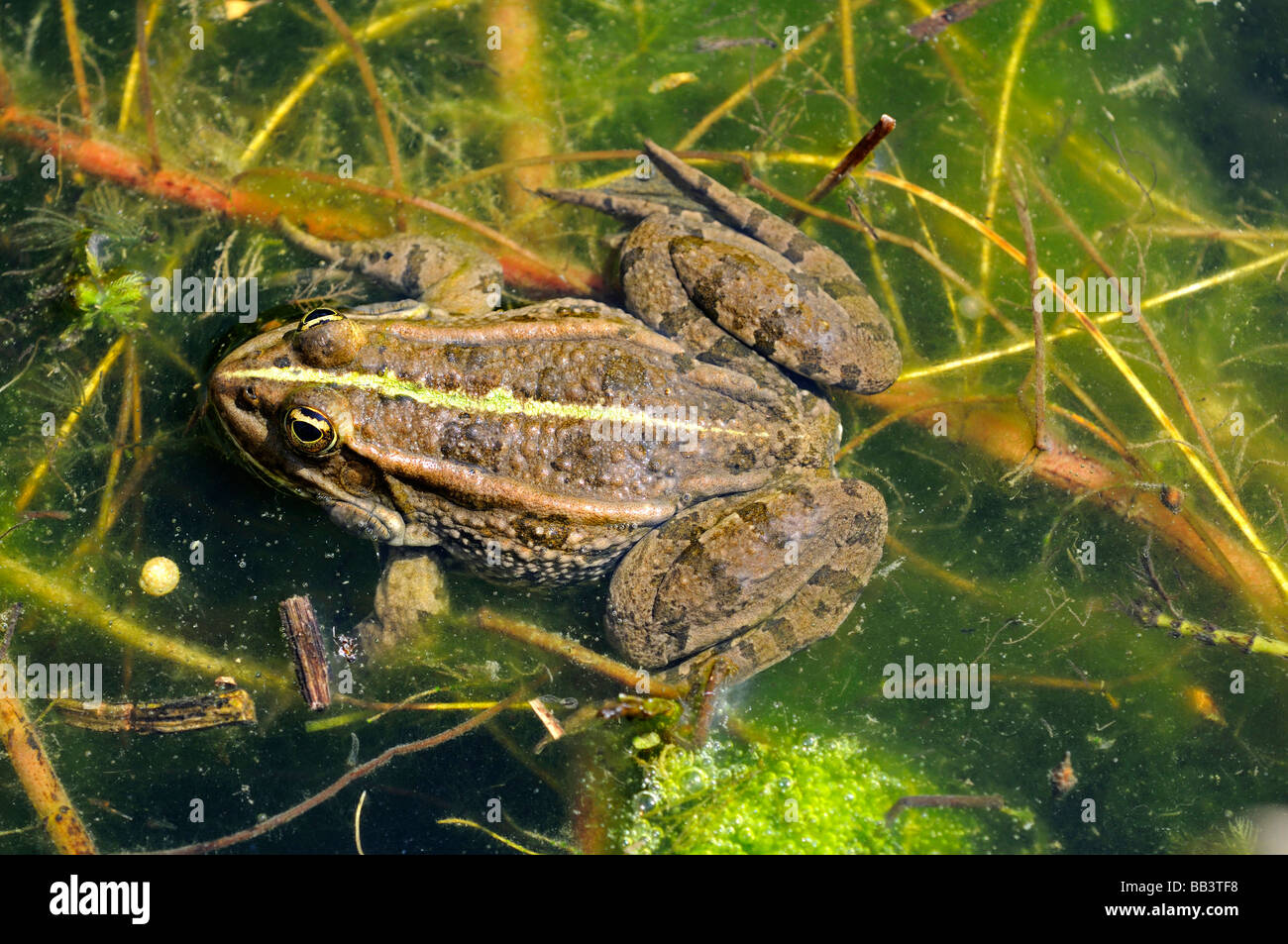 Edible frog, Water frog, Rana kl esculenta Stock Photo