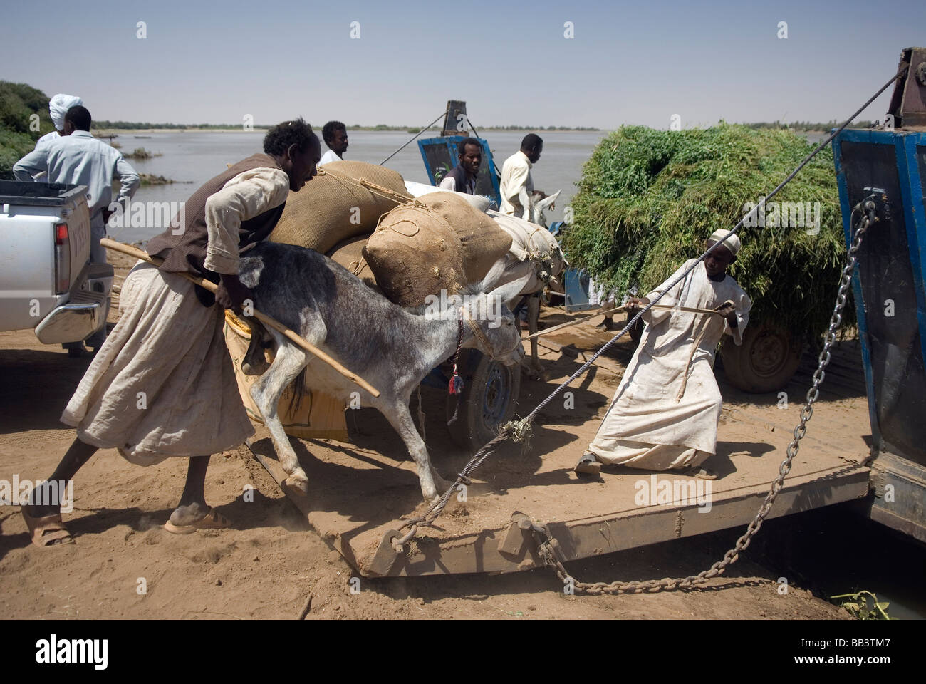 A reluctant donkey begins a voyage across the Nile in northern Sudan Stock Photo