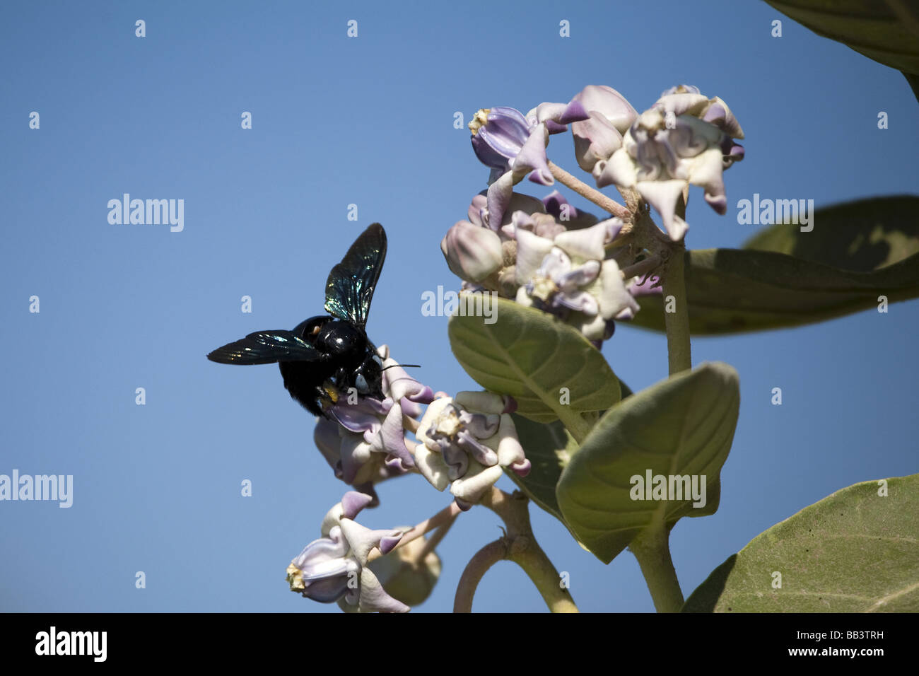 Indian carpenter on flower hires stock photography and images Alamy