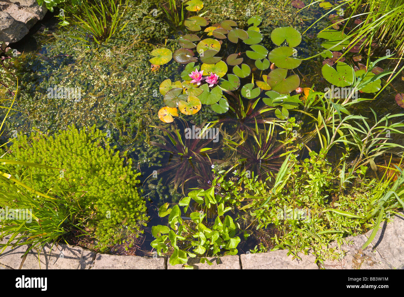 Garden pond and aquatic plants Stock Photo Alamy