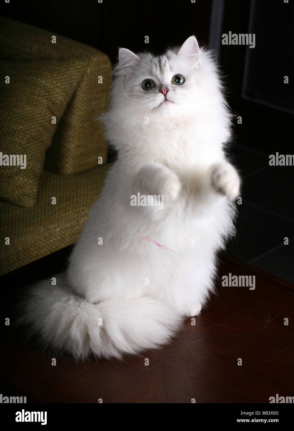 British silver cat Stock Photo