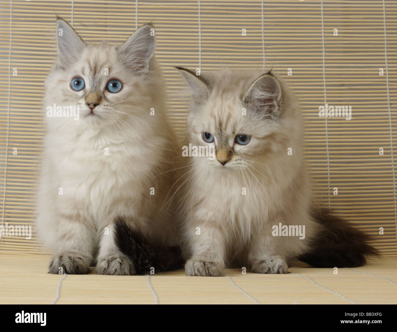 Two Neva Masquerade kittens (AKA Colorpoint Siberian Forest Cat Stock ...