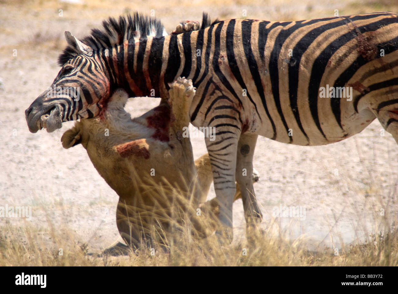 Lioness (Panthera leo) killing quagga) at Salvadora Etosha Parl, Namibia Stock Photo - Alamy