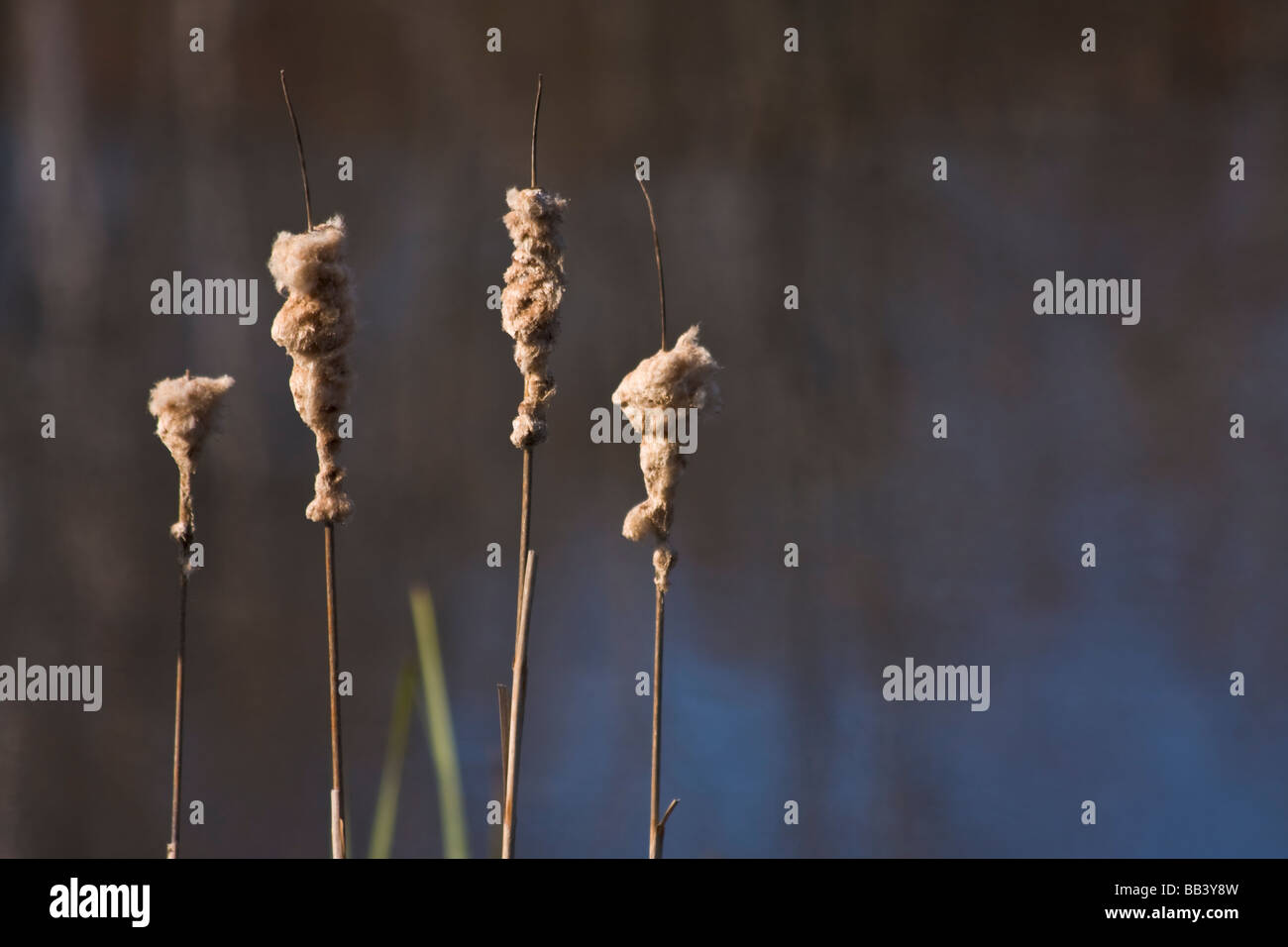 Sedges on the shores of a lake in Bedford, Nova Scotia, Canada Stock Photo