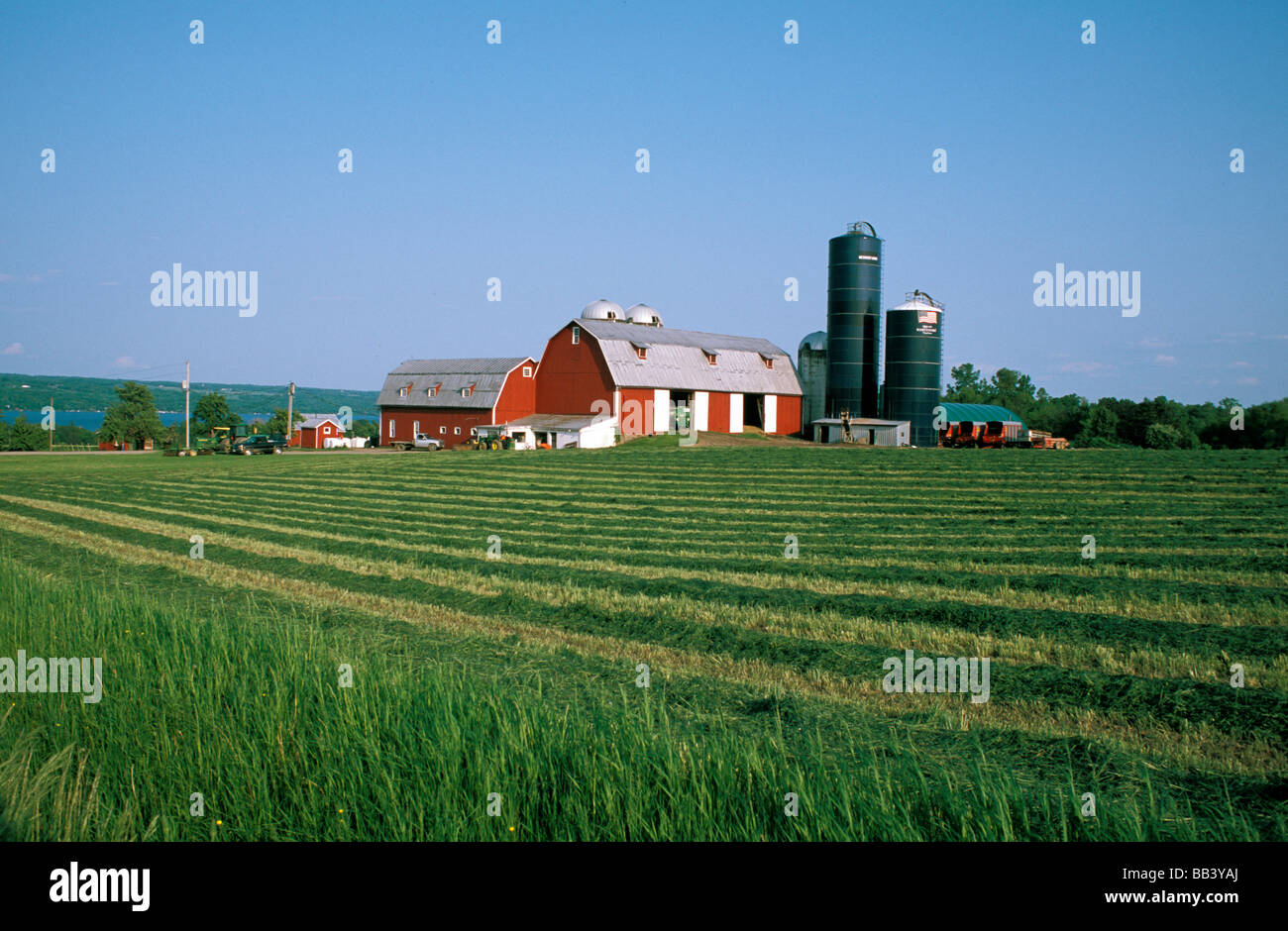 North America, USA, New York, Finger Lakes region. Dairy farm near