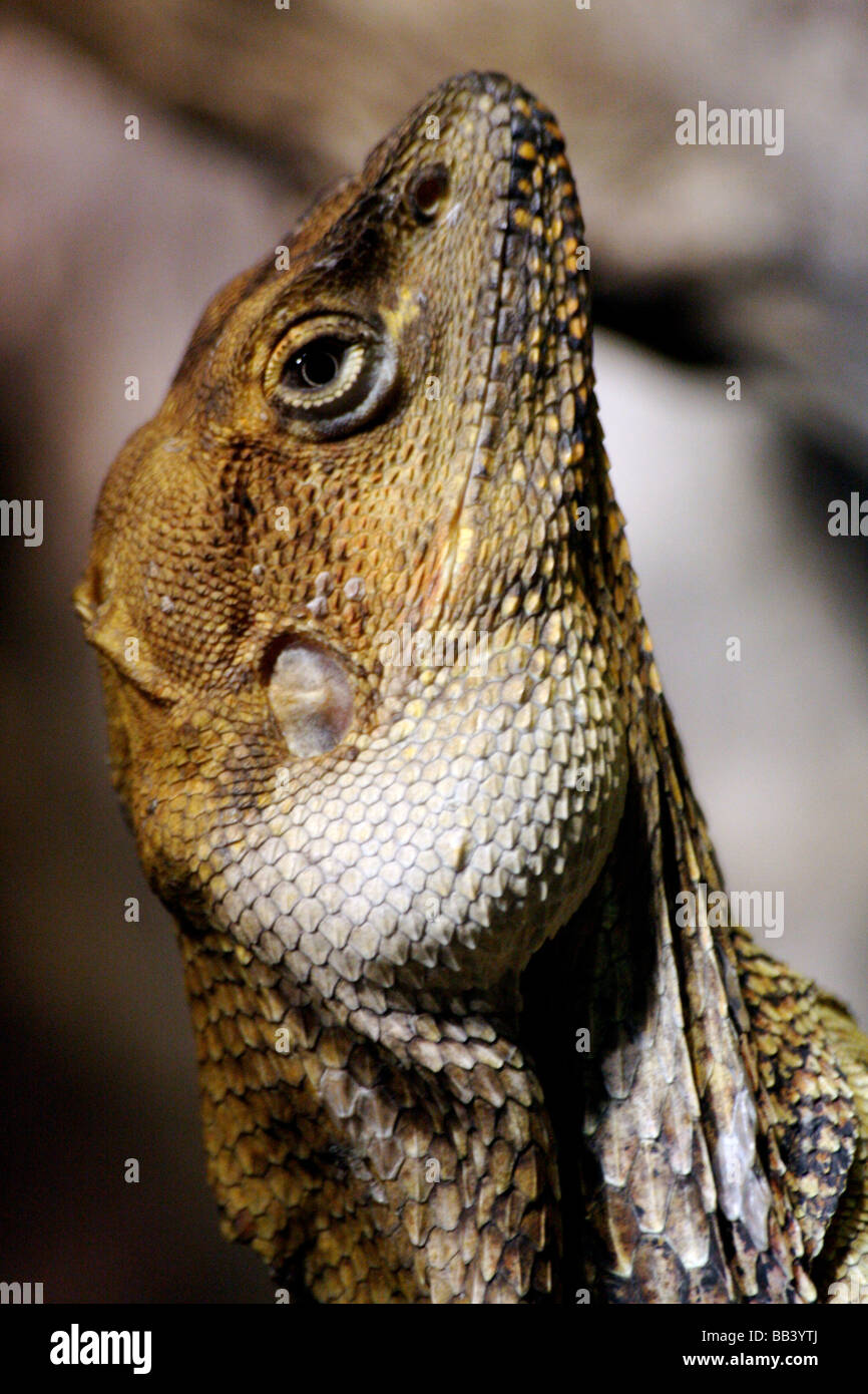 Frilled-Neck Lizard Stock Photo