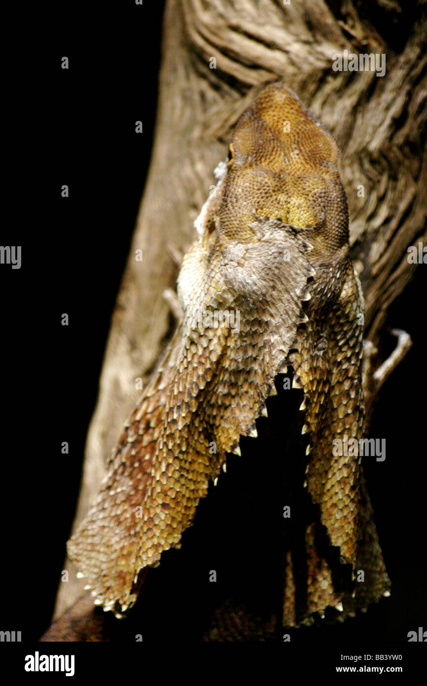 Frilled-Neck Lizard Stock Photo