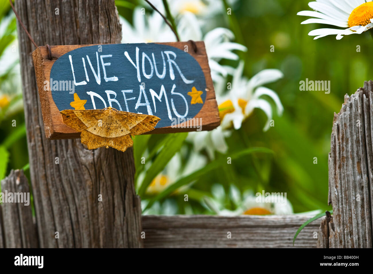 Moth on garden sign with daisies in background. Stock Photo